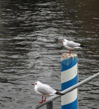 Two seagulls fishing in the river