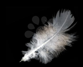 Fluffy white feather against black