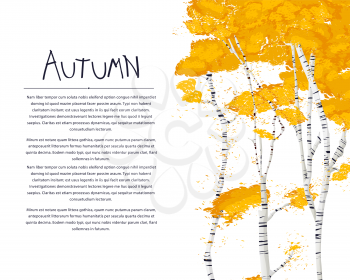 Autumn card with birch trees over white background, vector card with copy space