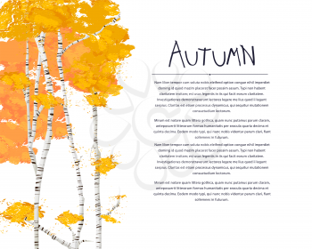 Autumn card with birch trees over white background, vector card with copy space