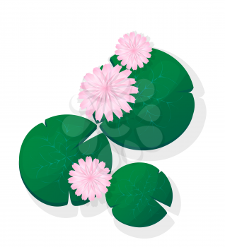 Pink lotus flower or Water Lily floating, isolated vector objects over white background