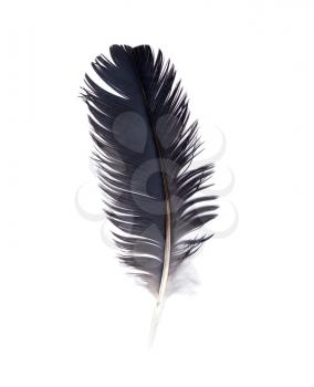 Delicate crow feather against white background