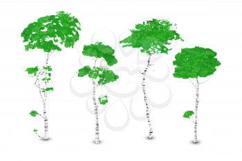 Birch trees set, isolated vector over white background