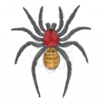 spider cartoon, abstract vector art illustration
