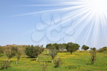 Royalty Free Photo of a Sunny Field in Israel