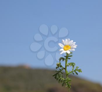 Royalty Free Photo of a Camomile