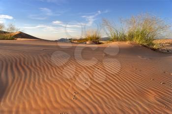  Early morning in sand-dune reserve in state of Arizona in the USA