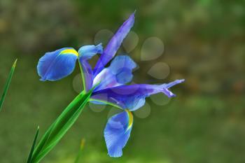 Royalty Free Photo of an Iris
