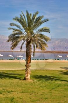 Royalty Free Photo of a Palm Tree Near the Dead Sea
