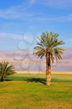 Royalty Free Photo of Palm Trees by the Dead Sea