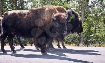 Royalty Free Photo of Wild Bison