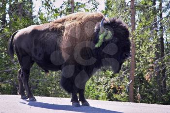 Royalty Free Photo of a Wild Bison