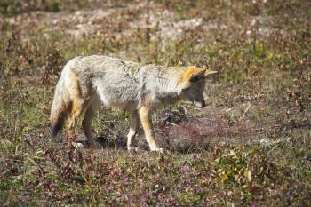 Royalty Free Photo of a Wolf in a Meadow