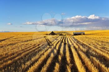 Royalty Free Photo of Fields in Montana