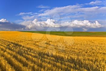 Royalty Free Photo of a Field in Montana