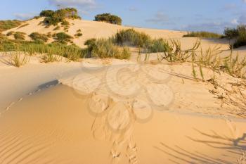 Royalty Free Photo of Sandy Dunes and Bushes