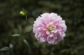 Royalty Free Photo of a Chrysanthemum 