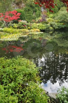Royalty Free Photo of a Floral Pond in a Park, Vancouver Island