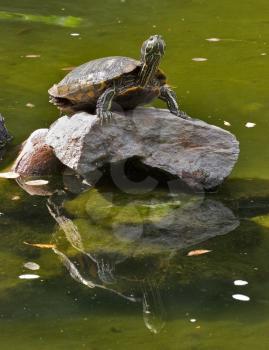Royalty Free Photo of a Turtle on a Rock