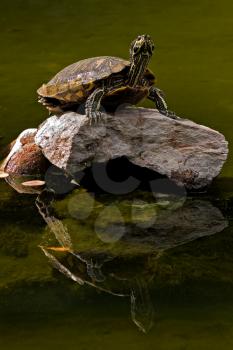 Royalty Free Photo of a Turtle on a Rock