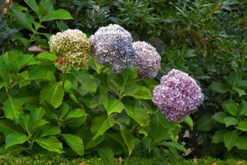 Royalty Free Photo of Shrubs and Flowers