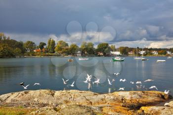 Royalty Free Photo of Seagulls Flying Over Vancouver Island