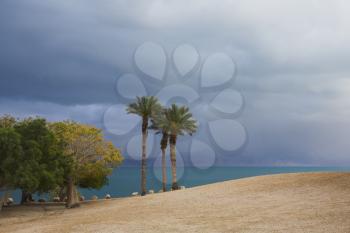 Royalty Free Photo of Palm Trees During a Storm