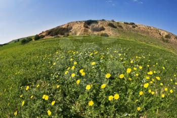 Royalty Free Photo of a Field of Flowers in Israel