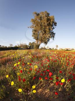 Royalty Free Photo of a Field in the Mediterranean Coast