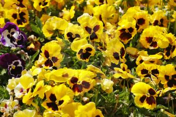 Royalty Free Photo of a Field of Pansies
