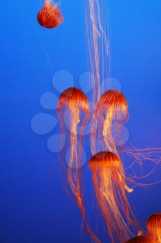 Royalty Free Photo of Jellyfishes in an Aquarium