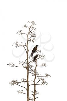 Royalty Free Photo of Two Birds in a Tree