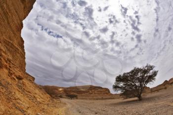 Royalty Free Photo of a Stone Desert Landscape