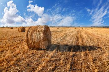 Royalty Free Photo of Stacks of Hay in a Field