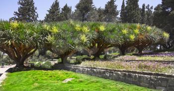 Royalty Free Photo of a Garden in Israel