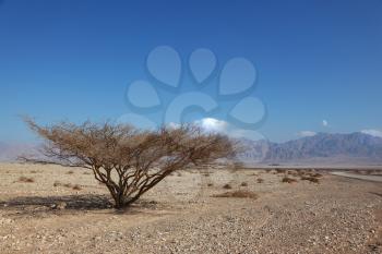 Royalty Free Photo of a Tree in a Desert