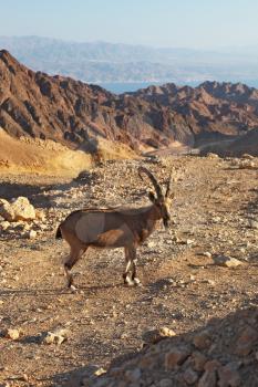 Royalty Free Photo of a Wild Goat in Israel
