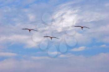 Royalty Free Photo of Flying Flamingos in Kamarg on the Mediterranean Sea Coast