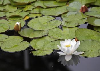 Charming pond with a blossoming white lily in the spring