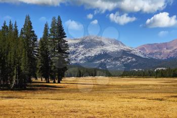 A quiet part of Yosemite Park in the early fall -   a large clearing, fur-trees and mountains
