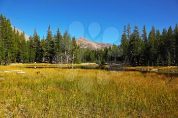 Calm autumn landscape in Yosemite National Park. Yellow and green grass, pine forest and mountains