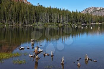 Dense coniferous forest is reflected in the smooth water of a mountain lake