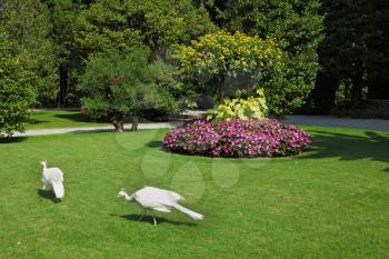 Two white peacocks. This luxury park on an island in Lake Maggiore in northern Italy