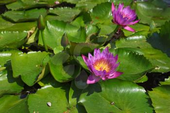 Large pond overgrown with flowering pink water lilies