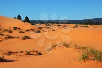 Circular forms of orange, yellow and pink sand dunes and small wild shrub