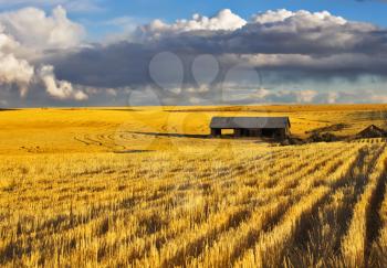 
Empty wooden shed in field after harvesting


