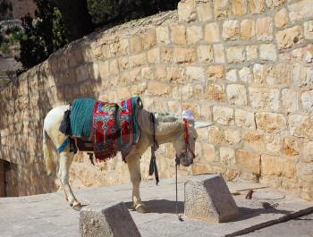 The white donkey in an ancient harness poses for tourists. Jerusalem, Christian quarter