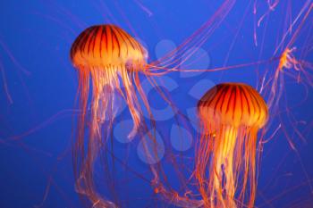 Magnificent bright exotic jellyfishes in an aquarium of an aquapark of Vancouver