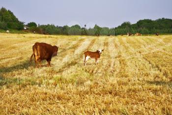 The  corpulent cow with calf on a pasture