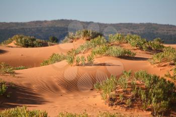 Reserve Coral Pink sand dunes in the U.S.. Soft pink sand dunes and shrubs hardy
